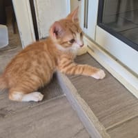SAMY, chat à adopter