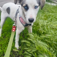 AZURE, chienne à adopter