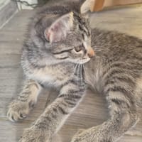 STEPHY, chatte à adopter