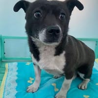 MILLIE, chienne à adopter