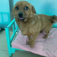 MARY, chien à adopter