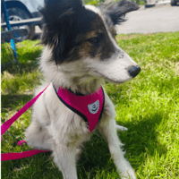 MARILYN, chienne à adopter
