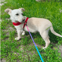 LILI, chienne à adopter