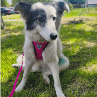 MARY, chienne à adopter