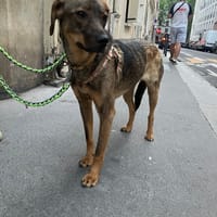 COCO, chienne à adopter