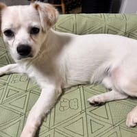 GRIFFIN, chien à adopter