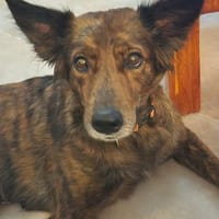 Zelda, l'aorable x berger, chienne à adopter