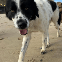 Lilly, female dog to adopt