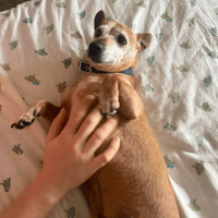 Chico, dog to adopt