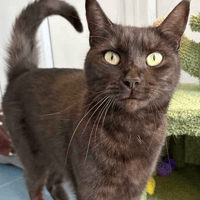 Raya and Nala, female cat to adopt
