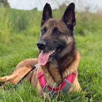 Uzi, chien à adopter