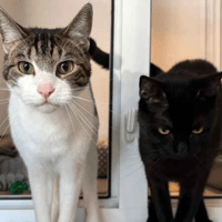 Ollie and Leo, cat to adopt