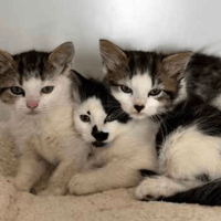 Spot, Odin and Nova, female cat to adopt