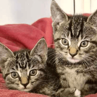 Popeye and Olive, cat to adopt