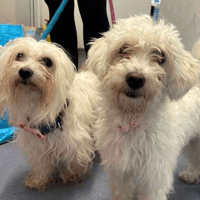 Willow and Sally, female dog to adopt