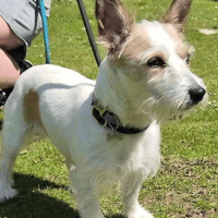 Miss Daisy, female dog to adopt