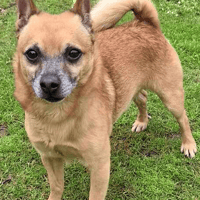 Rambo, dog to adopt