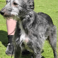 Daisy, female dog to adopt