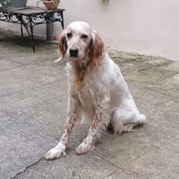 Loucky, chien à adopter