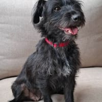 SUSHI, chienne à adopter