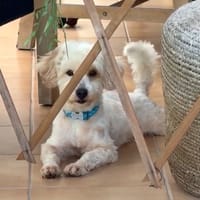 ✨️ QORMI ✨️ 🐶, chien à adopter