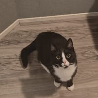 Bommel, katers ter adoptie