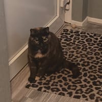 Lisa, poezen ter adoptie