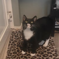 Sammie, katers ter adoptie