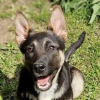 Knuffige RONA, Hündin zur Adoption