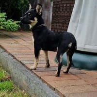 Jara sucht ihr liebes zu Hause, Hündin zur Adoption