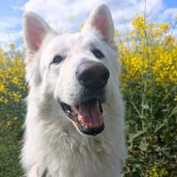 Goofy - ist entspannt, Hund zur Adoption
