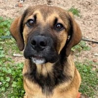 Emil sucht sein Für-immer-Zuhause, Hund zur Adoption