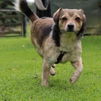 Süßer sunny boy Spooky sucht ein Zuhause, Hund zur Adoption