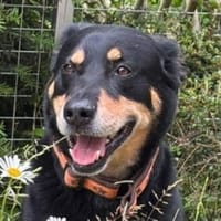 MYLO sucht neues Zuhause, Hund zur Adoption