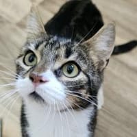 ÄFFCHEN - auf der Suche nach Abenteuern!, Kater zur Adoption