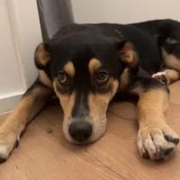 aktiver, fröhlicher Aarne, Hund zur Adoption