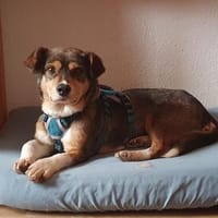 Diana; lustig und aufgeweckt, Hündin zur Adoption