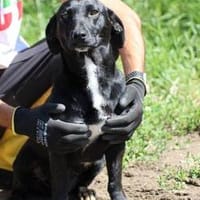 Danie - zutraulich u. verspielt, Hündin zur Adoption
