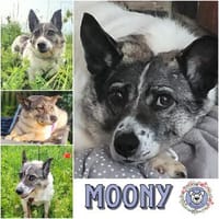 MOONY * Freundliche zurückhaltende Dame, Hündin zur Adoption