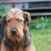 Arin - angenehmer, liebenswerter Rüde, Hund zur Adoption