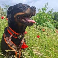 Josy, tolle Familienhündin, Hündin zur Adoption