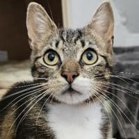 Guppy - auf der Suche nach Liebe!, Kater zur Adoption