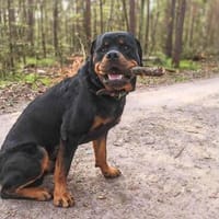 Drogo - ist katzenverträglich, Hund zur Adoption