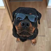 Drogo - ist katzenverträglich, Hund zur Adoption
