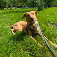 Buffy wartet auf eine neue Chance, Hündin zur Adoption