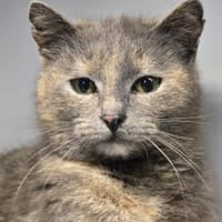LUCY - Katzenmädchen sucht ihr Glück!, Katze zur Adoption