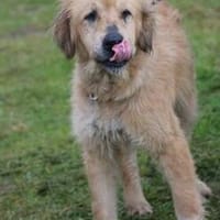 Sami - sehr verschmust u sehr lieb, Hund zur Adoption