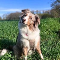 Nala - ist sensibel, Hündin zur Adoption