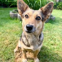 Inge - charmante kleine Persönlichkeit, Hündin zur Adoption