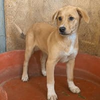 Zola,zurückhaltender Welpe sucht Familie, Hündin zur Adoption